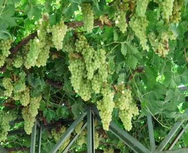 吐魯番的葡萄熟了，阿娜爾罕的心兒醉了