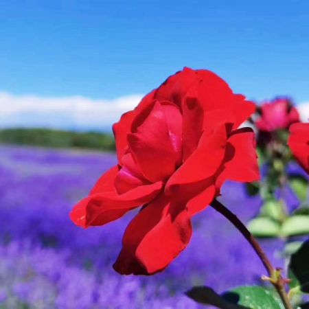 花漾伊犁：賽里木湖、昭蘇天馬文化園、喀拉峻、那拉提、巴音布魯克、獨庫公路拼車(chē)5日游