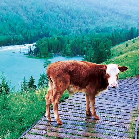 一生必游：天池、吐魯番、喀納斯、伊犁北疆環(huán)游10日